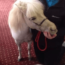 Scarbrough Court residents meet Blondie the pony