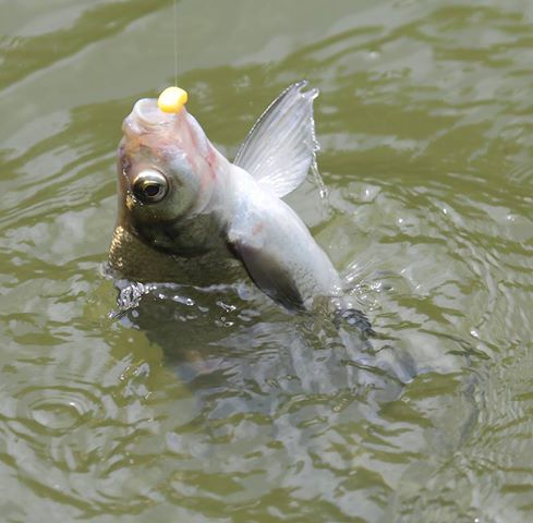 REMINDER FROM THE N' HANTS & HUNTS BRANCH OF MTSFC - COARSE FISHING REMINDER FROM THE N' HANTS & HUNTS BRANCH OF MTSFC - COARSE FISHING