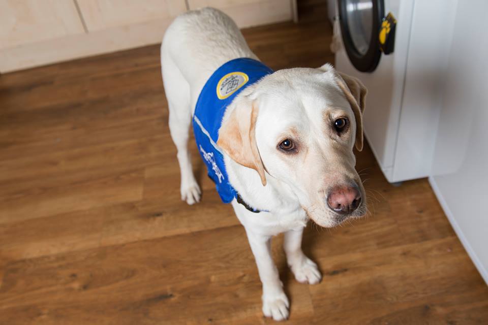 Support Dogs