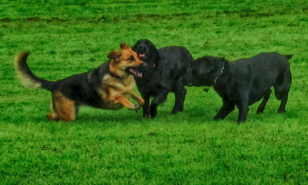 Liscard-Lodge-Sponsors-Ushka-–-A-Guide-Dog-in-Training