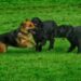 Liscard Lodge Sponsors Ushka – A Guide Dog in Training
