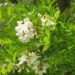 Acacia in Blossom