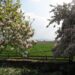 Moortown